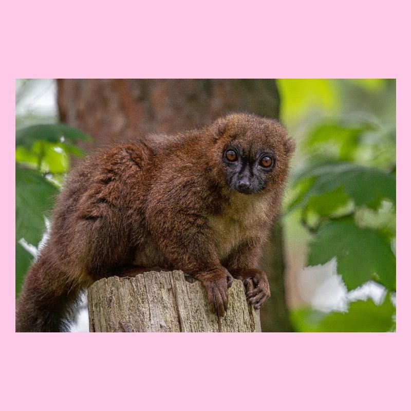 Red Titi Monkey