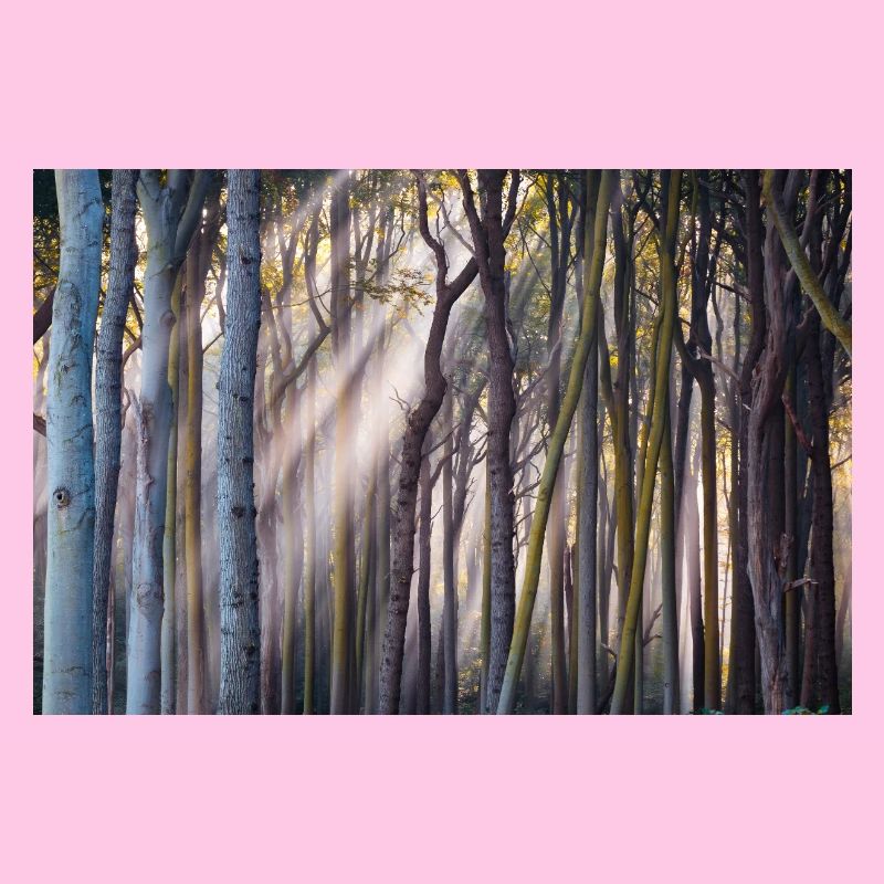 Rays of light in the forest