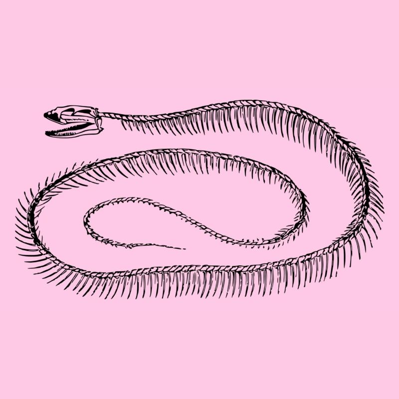 squelette reptile