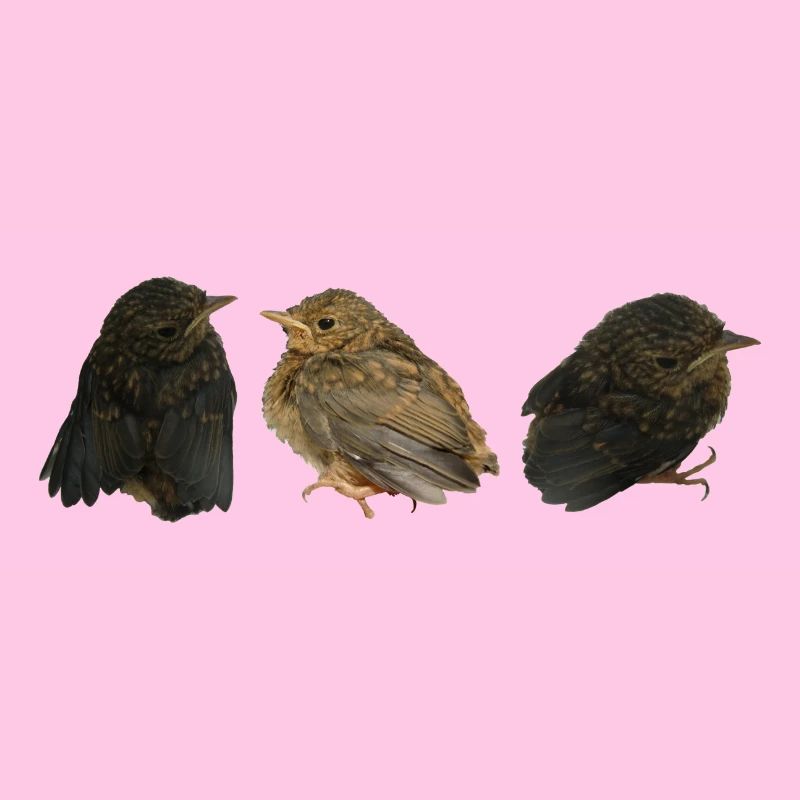 Rotkehlchen Ästlinge