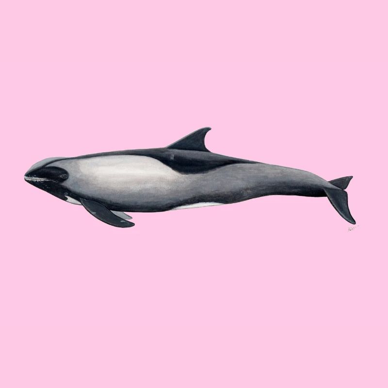 Dolphin Kopf Melone - Peponocephala electra