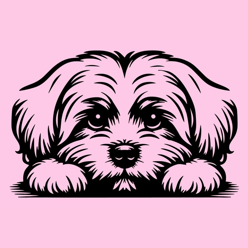 Maltese head with paws