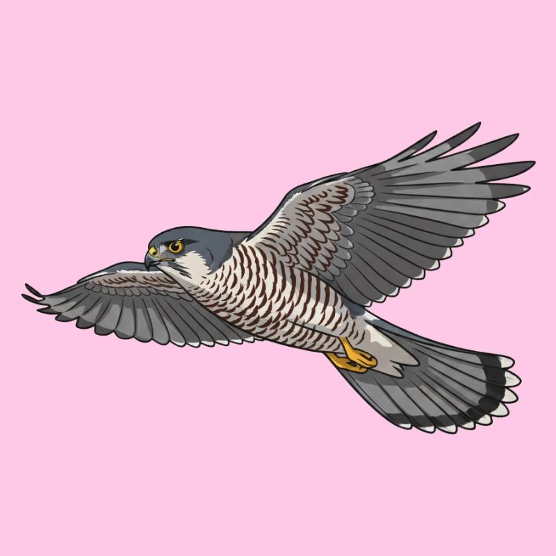 Sperber Greifvogel
