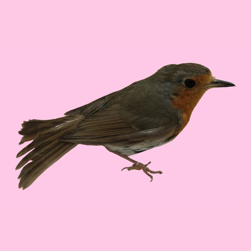 Rotkehlchen