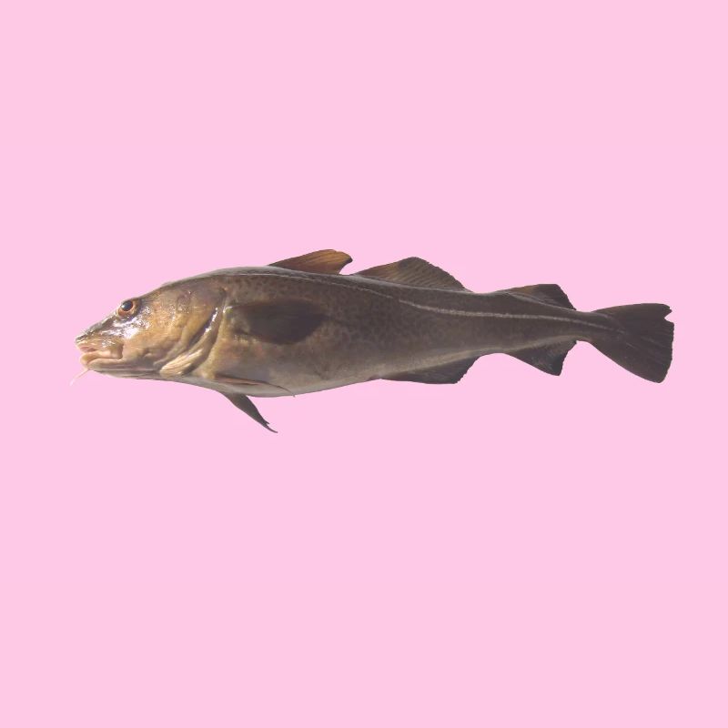 Dorsch