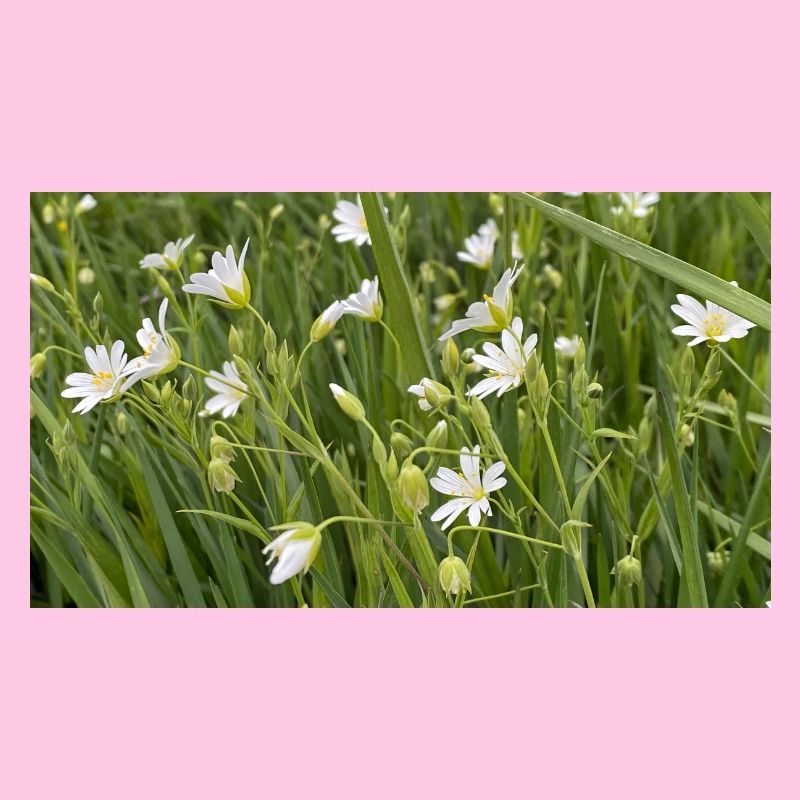 Fleurs blanches de prairie sauvage