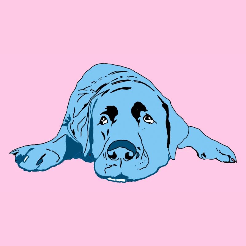 Labrador
