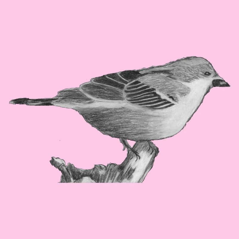 Spatz