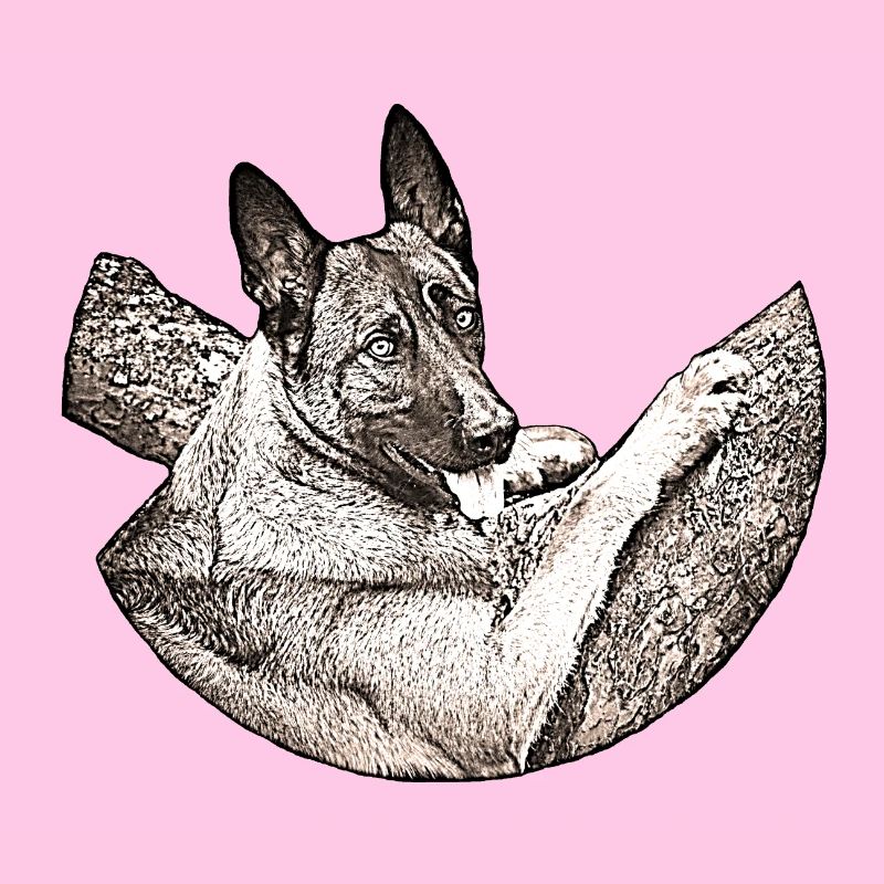 Malinois B1