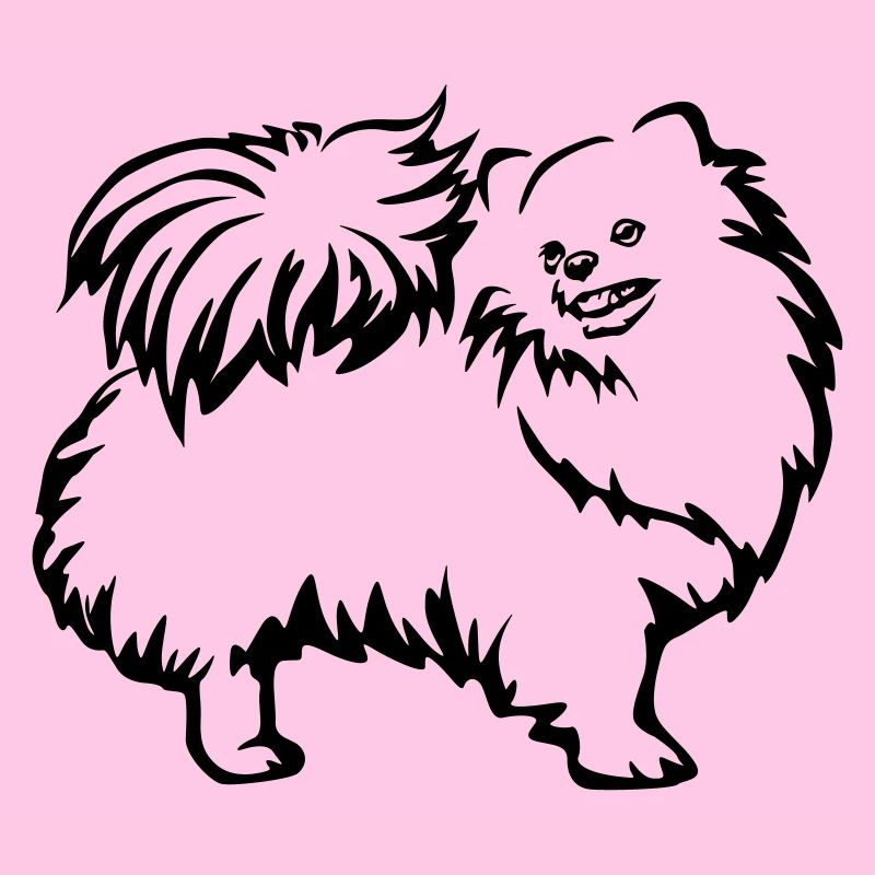 Dwarf spitz