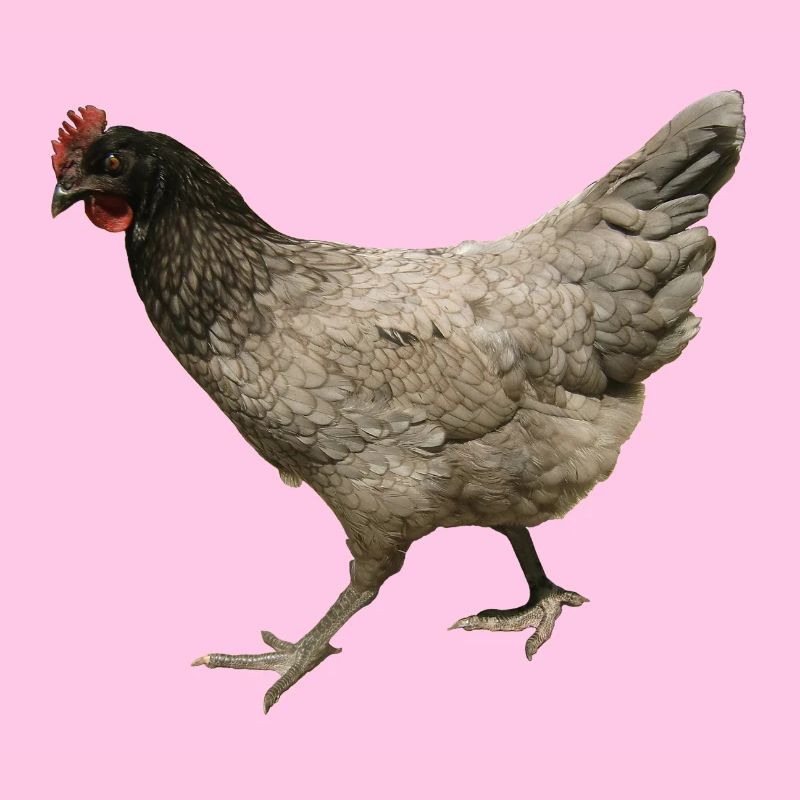 poulet gris