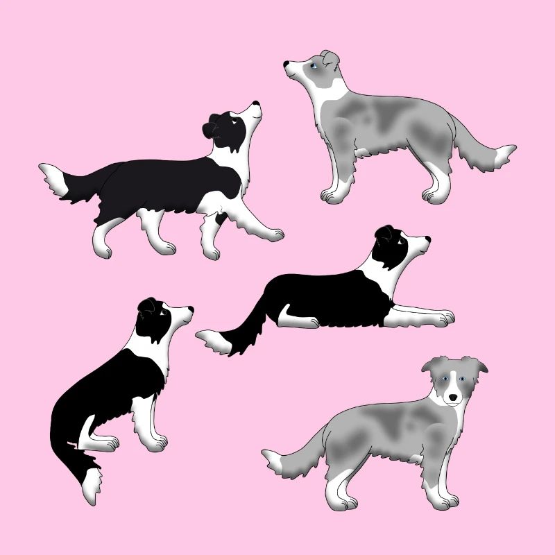 Border Collie selection