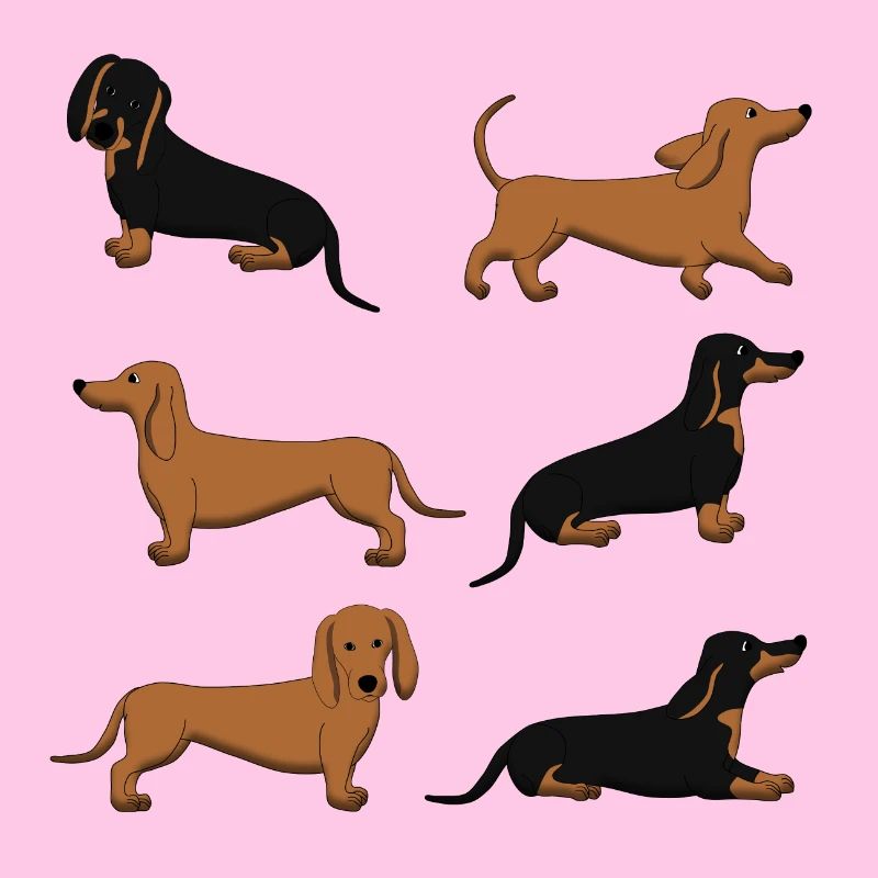 Dachshund selection