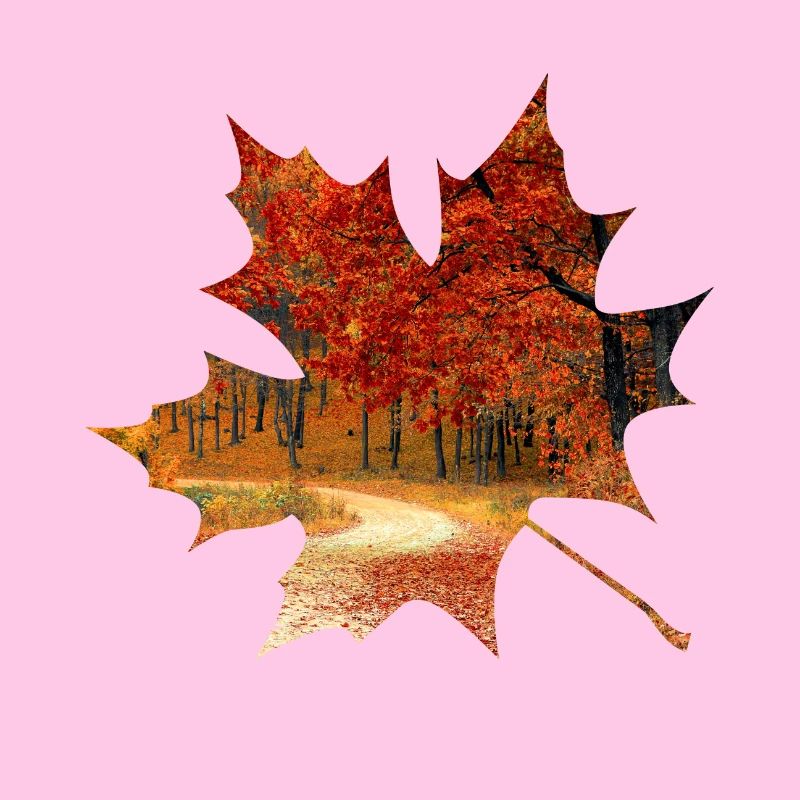 Feuillage de forêt de feuille d'érable automne