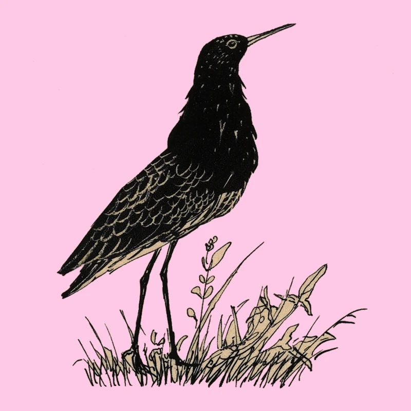 Vogel