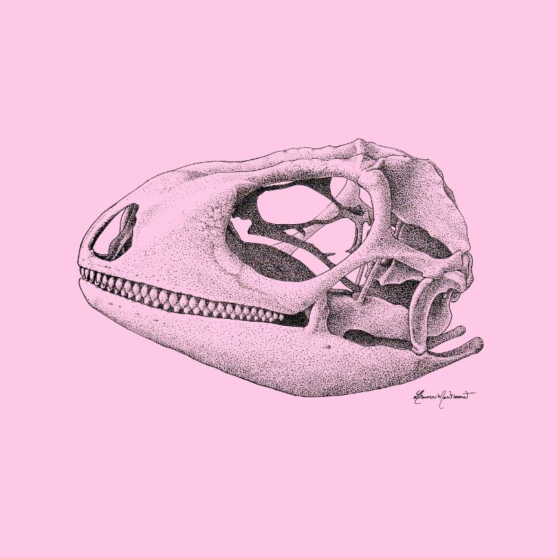 Teiú Lizard Skull - Ink