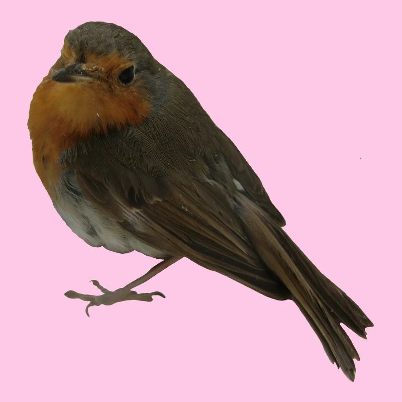 Robin