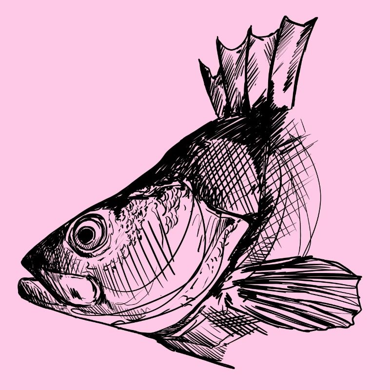 Perche - Pêche à la perche - Poisson préféré