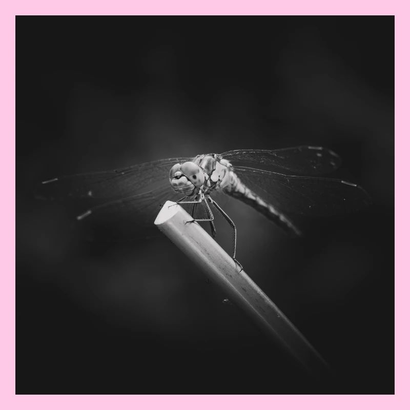 Libellule insecte gros plan affiche