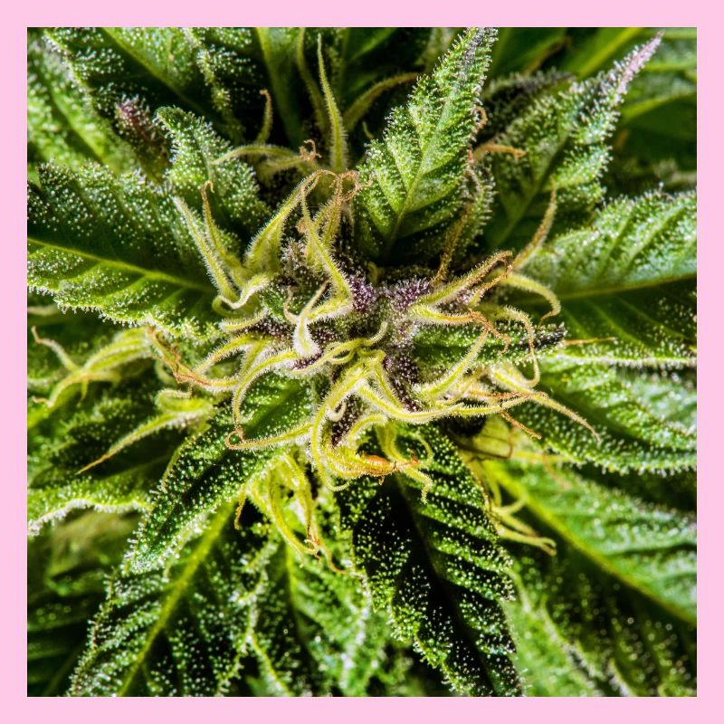 Les fleurs de cannabis, la marijuana, c’est tellement vert