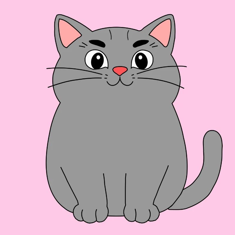 Chat gris