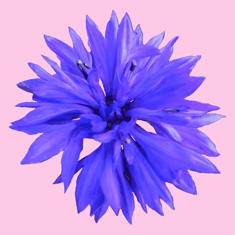 Bleuet