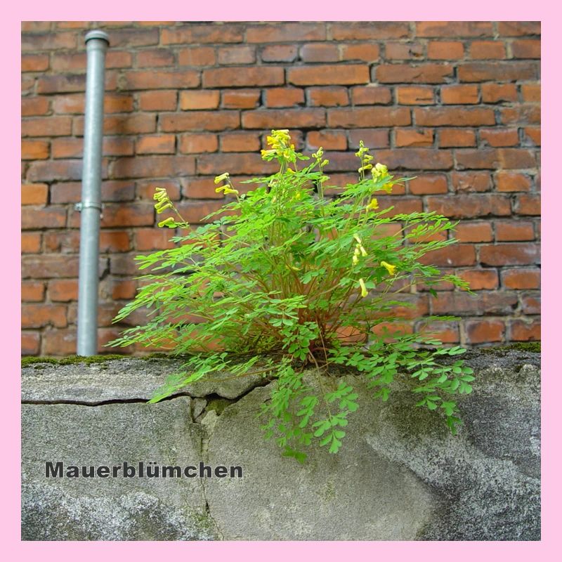 Mauerblümchen am Mauerwerk