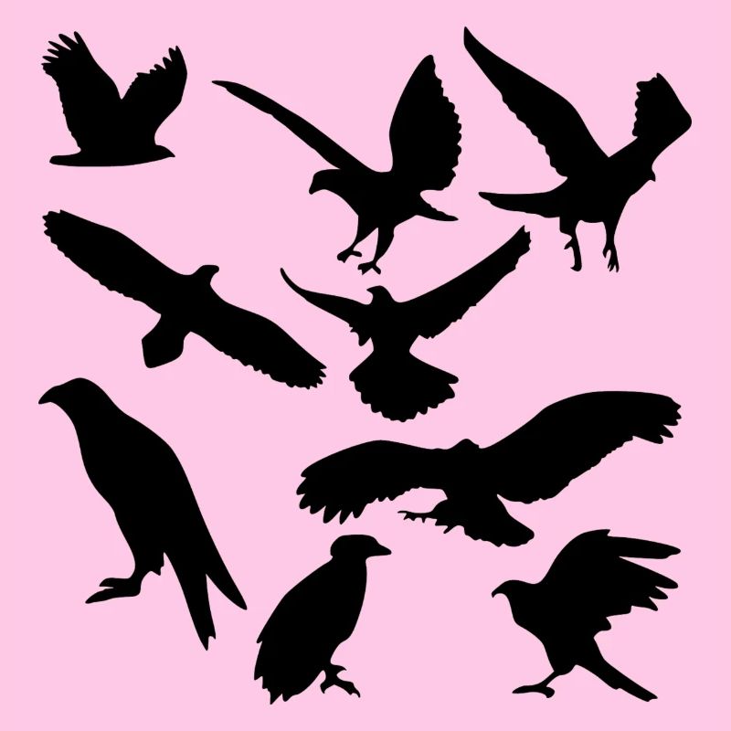 oiseaux