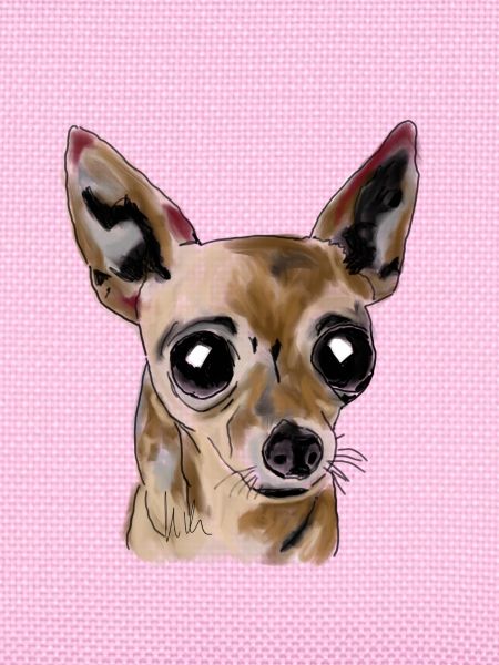 Chihuahua