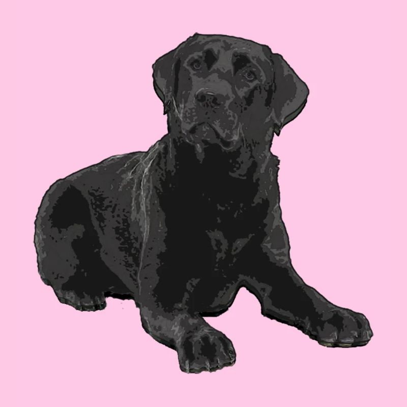 Schwarzer Labrador