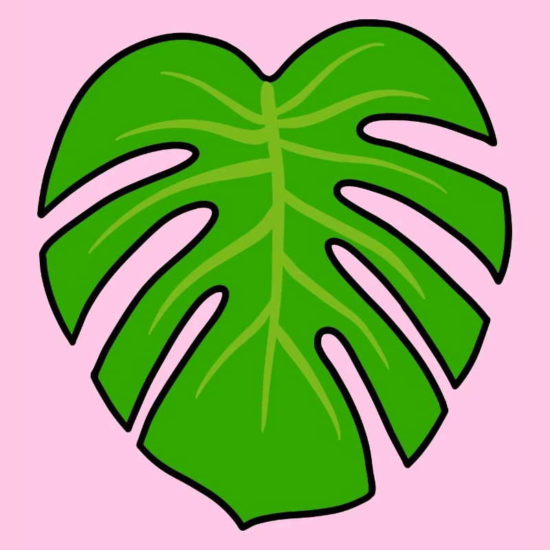 Monstera Pflanze