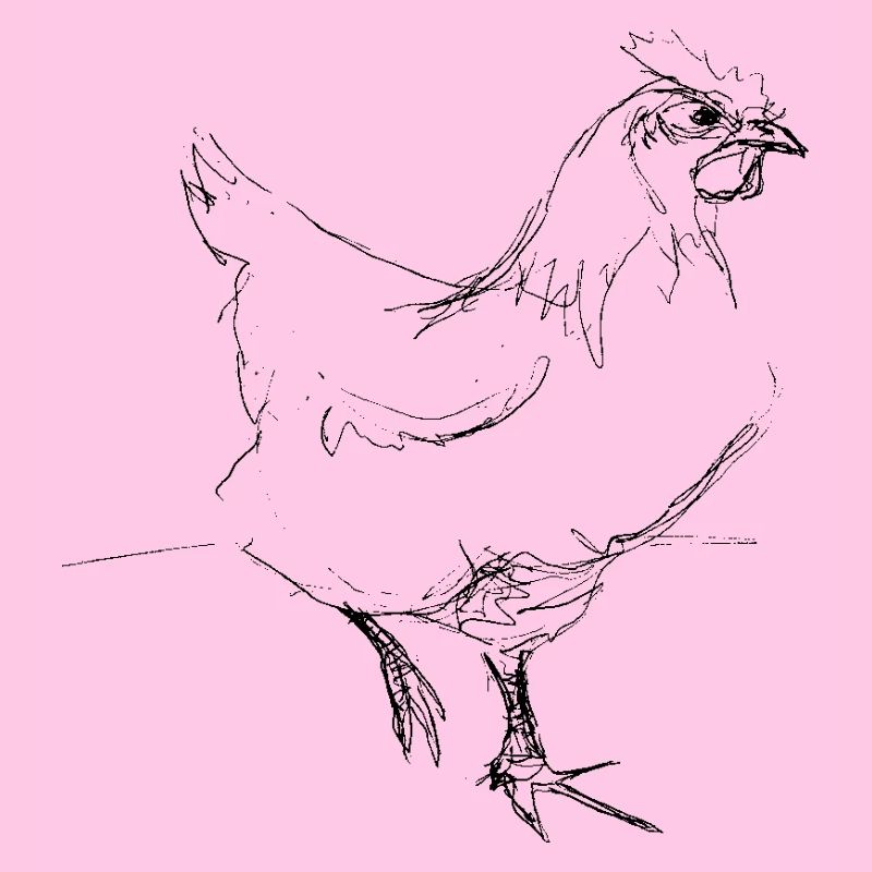 Chicken