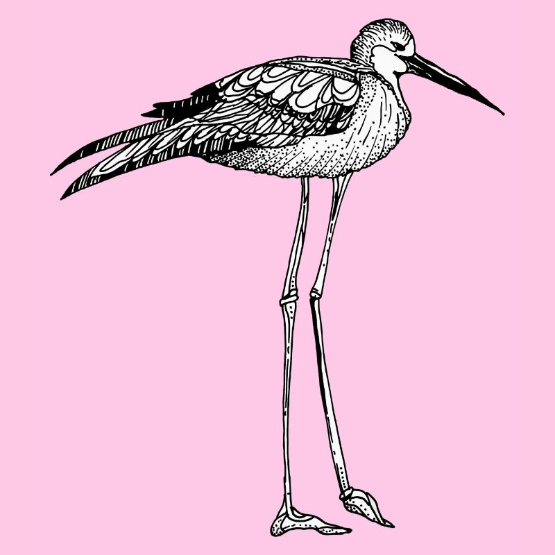 oiseau