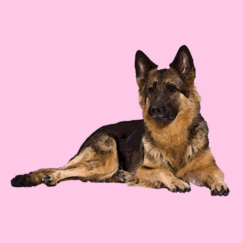 Deutscher Schäferhund