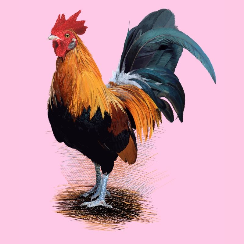 Huhn