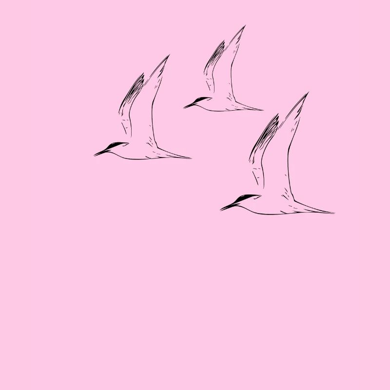 gulls