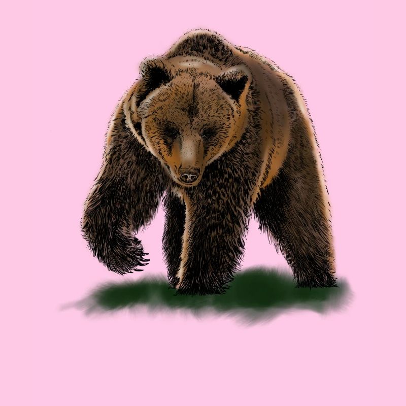 Bär