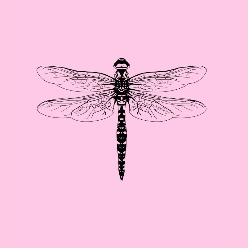 Dragonfly insects insects nature conservation animals