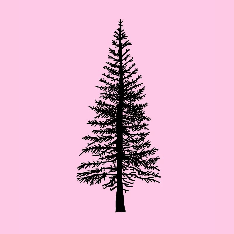 Fir tree Forest Nature Ecology Environment Trees Flora