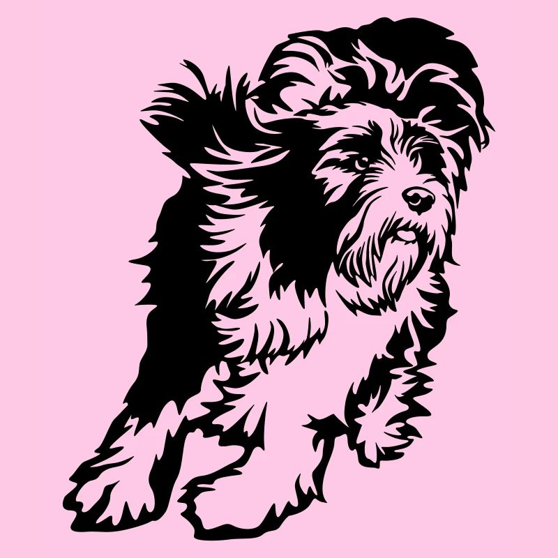 Bearded Collie