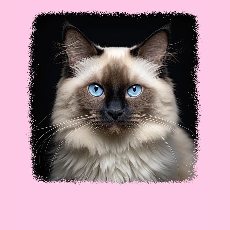 Birman Cat Birma Katze