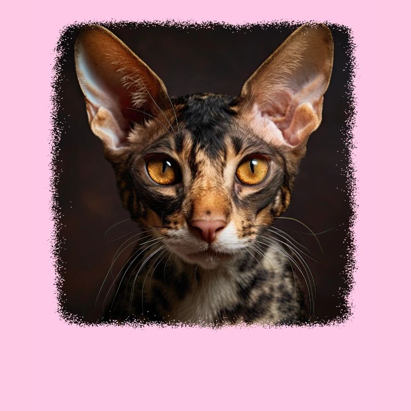Cornish Rex Kätzchen Cornish Rex Katze