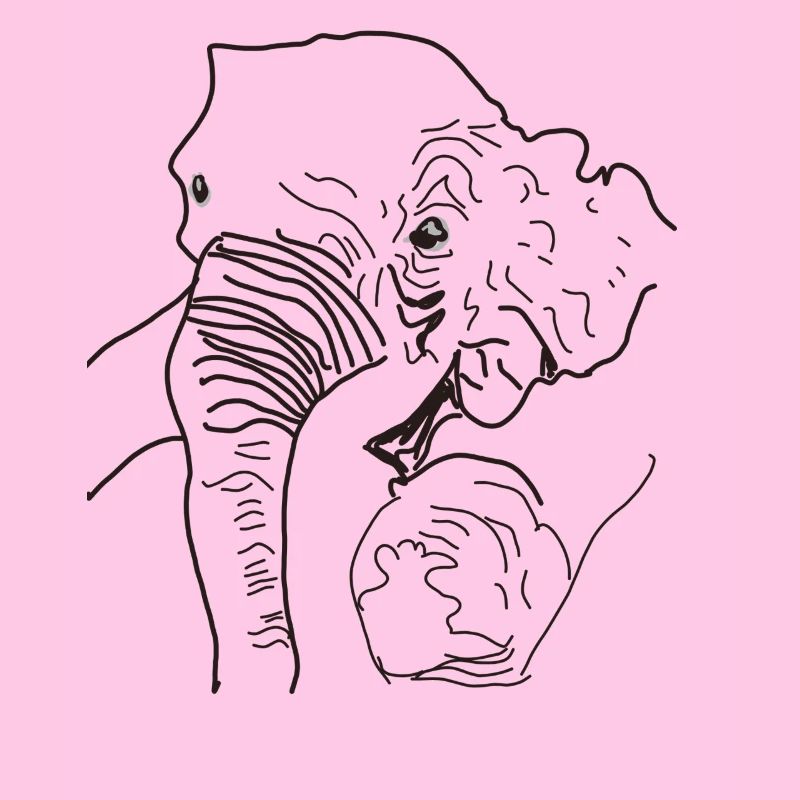 Elephant found Thailand