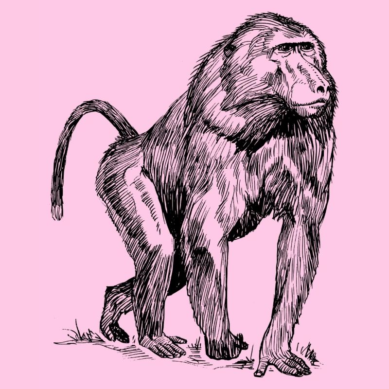Affe Pavian