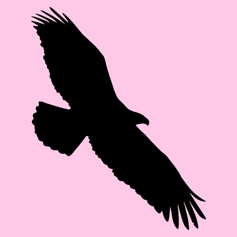 aigle planant dans le ciel