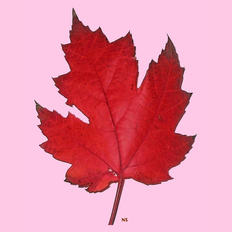 Red maple leaf