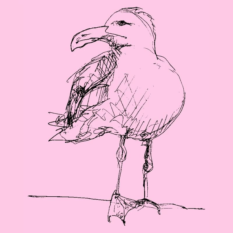 Möwe