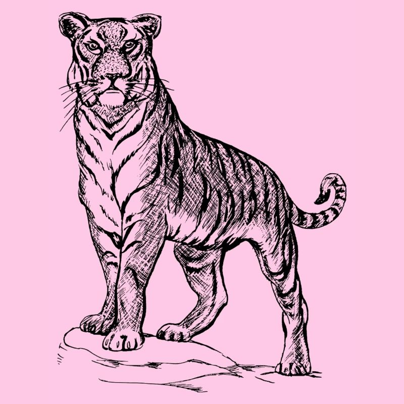 Tiger black and withe