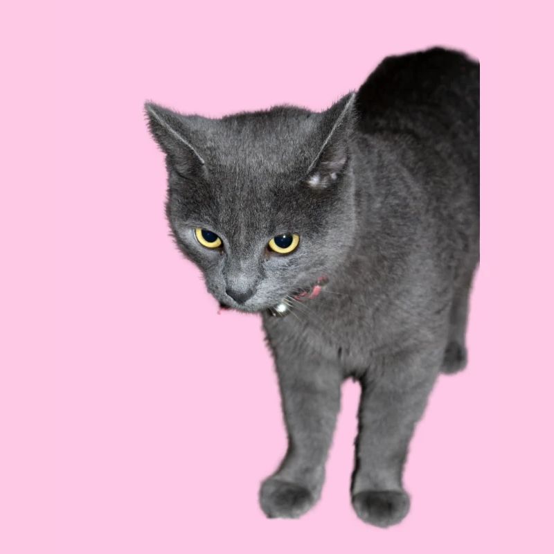 Chat noir gris