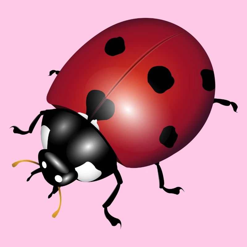 ladybugs